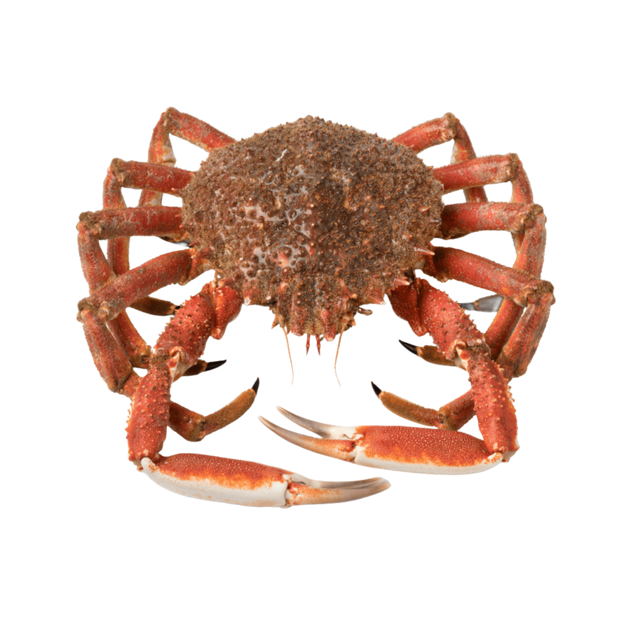 Araignées de mer