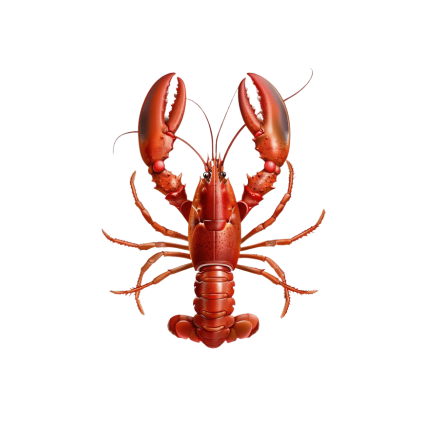 Homard bleu pêché ce matin